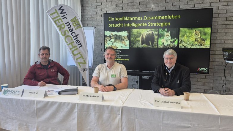 Bild zu: Zusammenleben mit dem Wolf – Gratwanderung zwischen Legalität und Rechtsbruch