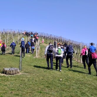 Bild zu:Pohod ob dnevu žena I Frauentag Wanderung VINOTOUR