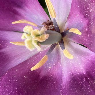 eingefangen durch Sch&ouml;nheit