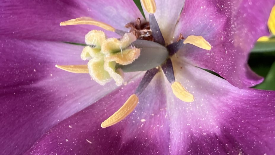 eingefangen durch Sch&ouml;nheit