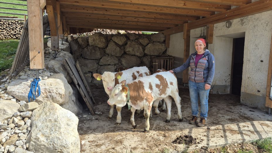 Življenje s kravami dojiljami na gorski kmetiji