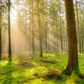 Bild zu:Vive l’Europe! #79 – Der Wald ist die größte Klimafabrik, … 