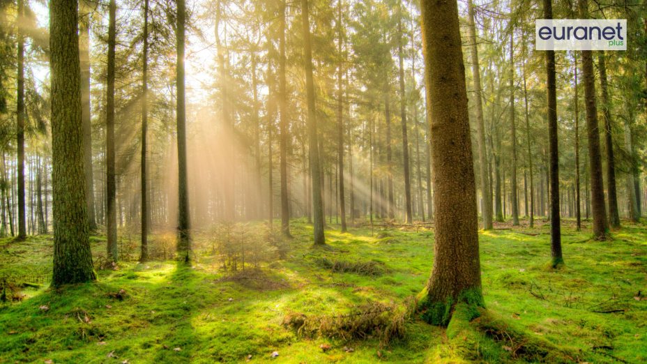 Vive l’Europe! #79 – Der Wald ist die größte Klimafabrik, … 