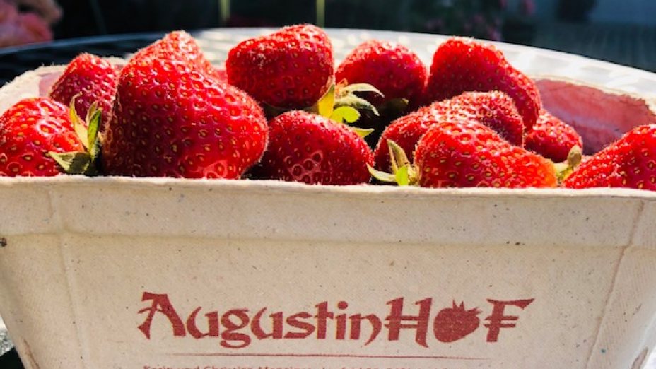 Po domače jagode v Potrno I Heimische Erdbeeren in Laafeld I k I vom Augustinhof 