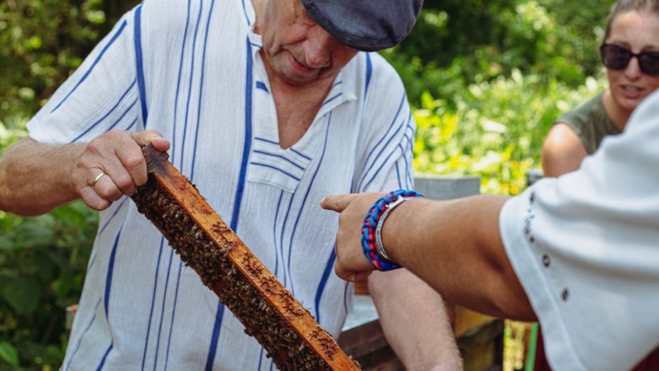 Die Schwarmintelligenz der Bienen