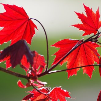 Bild zu:Nun gibt der Herbst dem Wind die Sporen…