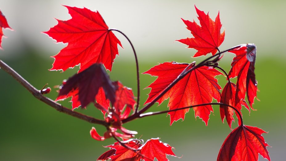 Nun gibt der Herbst dem Wind die Sporen…