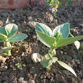 Bild zu:Vrtičkarski nasveti | Gartentipps