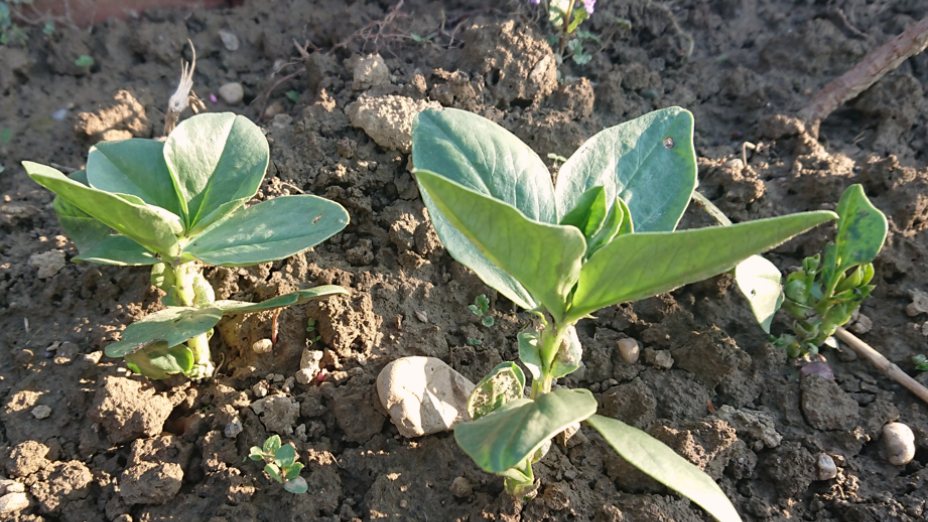 Vrtičkarski nasveti | Gartentipps