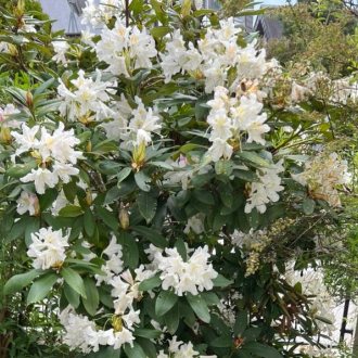 Bild zu:Nr. 742 – MORE SPRING NEWS