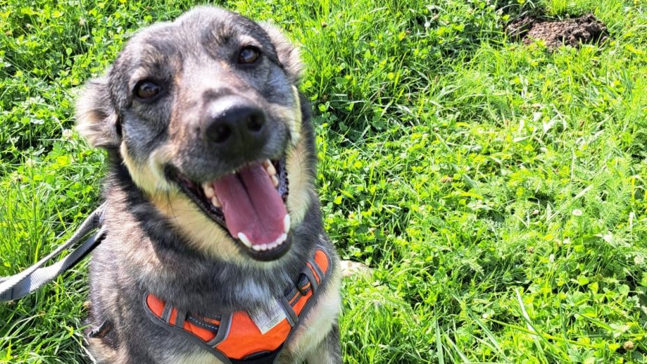 Schaut nicht weg und lasst uns alle zusammenhalten - Tierheim Adamhof Straß