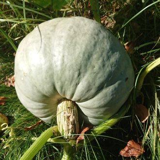 Bild zu:Jesensko ravnovesje | Herbst Gleichgewicht