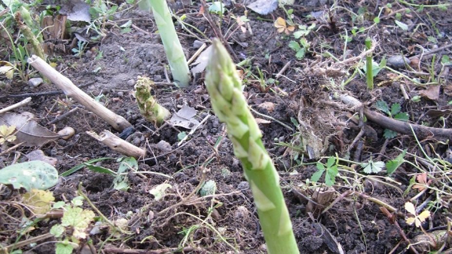 Prvi šparglji so pognali | Erste Spargel sind da