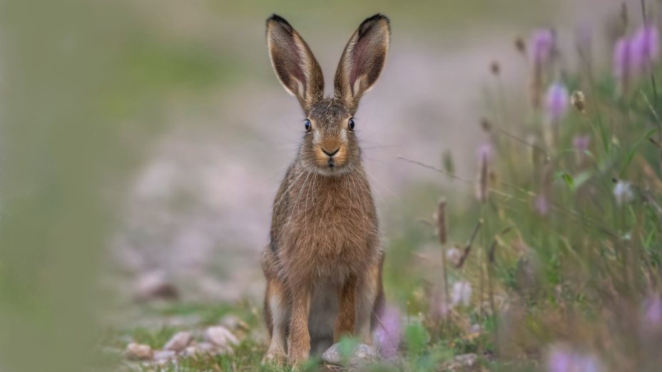 FROHE OSTERN I VESELE VELIKONOČNE PRAZNIKE!