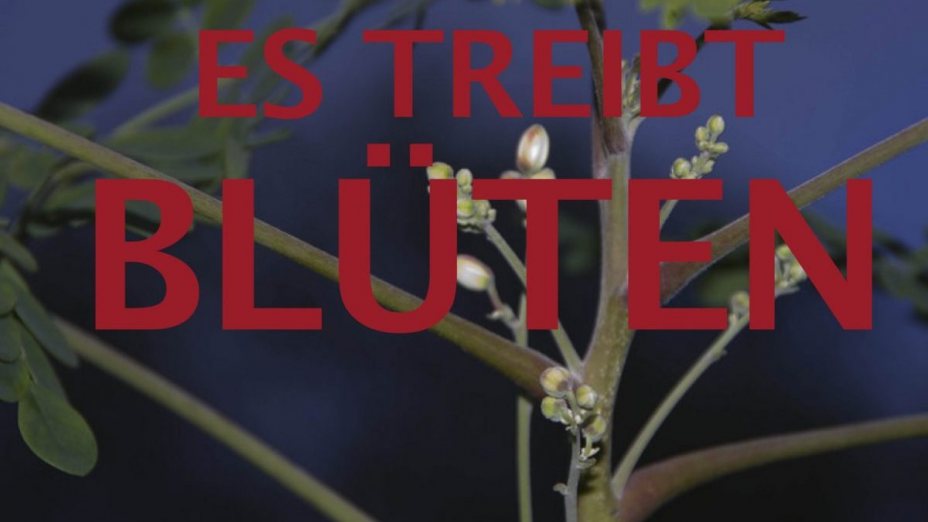 **AGORA_live**ES TREIBT BLÜTEN