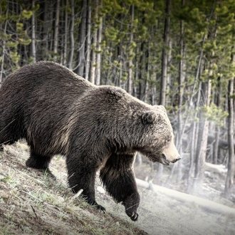 Bild zu:28. Feber 2025 ab 22:00 Uhr: Der Bär ist los!