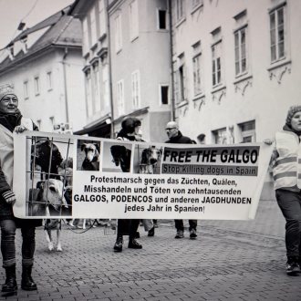 Bild zu:Free the galgo - Warum die Rechte spanischer Windhunde international bewegen