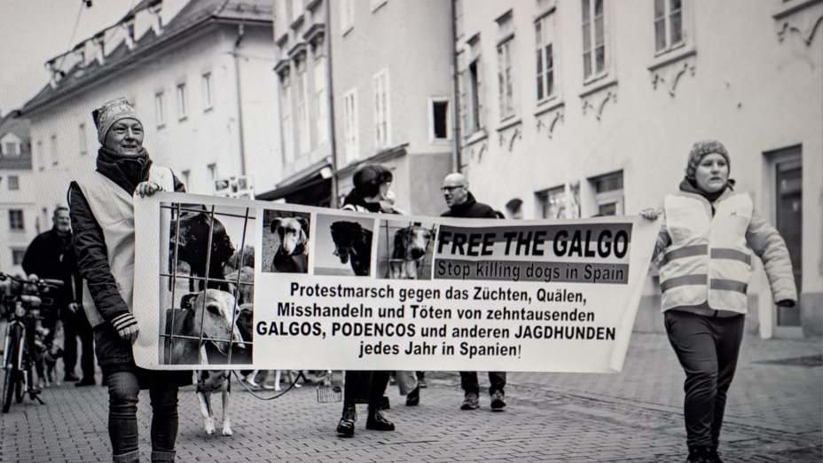 Free the galgo - Warum die Rechte spanischer Windhunde international bewegen