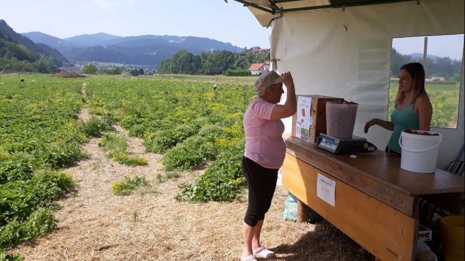Österreichisches Erdbeerland in Muta, Slowenien