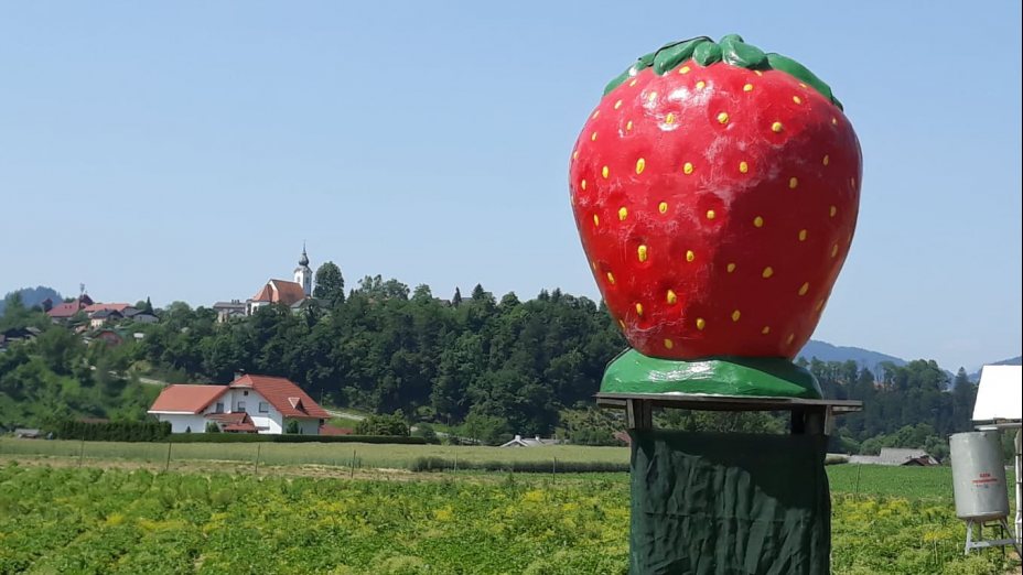 Österreichisches Erdbeerland in Muta, Slowenien