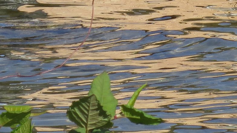 am Wasser ein Blatt