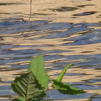 am Wasser ein Blatt