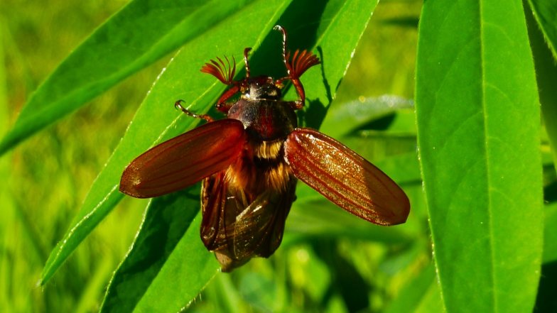 Maikäfer auf Blatt -(c) Elisabeth Schmidt