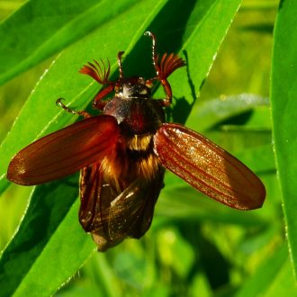Maikäfer auf Blatt -(c) Elisabeth Schmidt