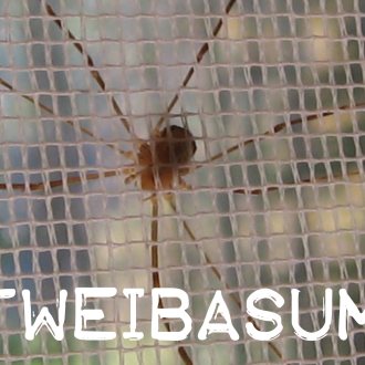 Bild zu:Oltweibasumma