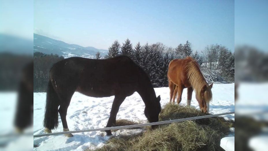 Foto: Manfred Thurner